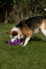 Plush dog toy