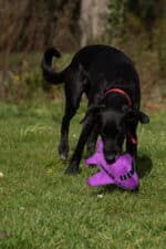 Plush dog toy
