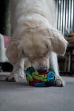Plush dog toy