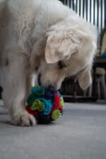 Plush dog toy