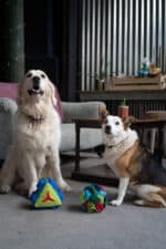 Plush dog toy