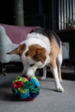Plush dog toy