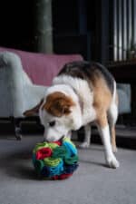 Plush dog toy