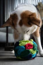 Plush dog toy