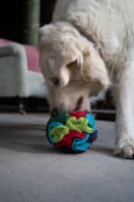 Plush dog toy