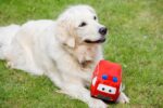 Plush dog toy