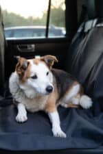 car seat cover