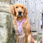 disney harness