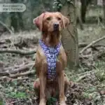 disney harness