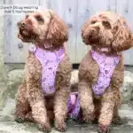 disney harness