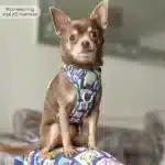 disney harness