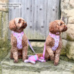 disney harness