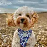 disney harness