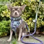 disney harness