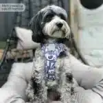 disney harness