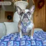 disney harness