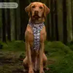 disney harness