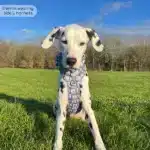 disney harness