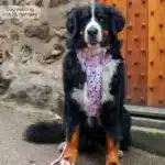 disney harness