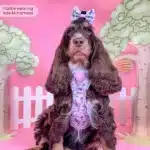 disney harness
