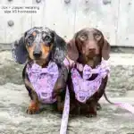 disney harness