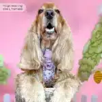 disney harness