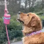 disney collar