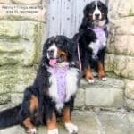 disney harness