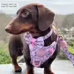 disney harness