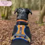 disney harness