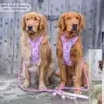 disney harness