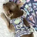 disney harness