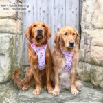 disney harness