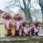 disney harness
