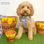 disney harness