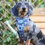disney harness