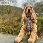 disney harness