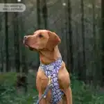 disney harness