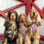 disney harness