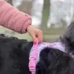disney collar