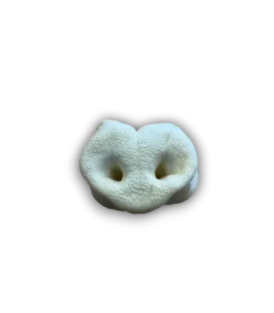 pigsnout