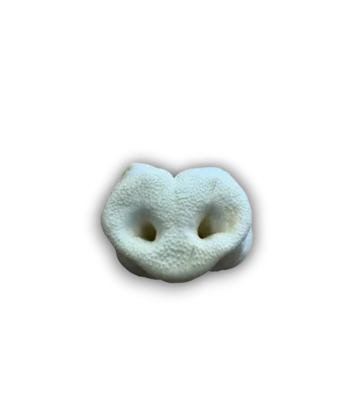pigsnout