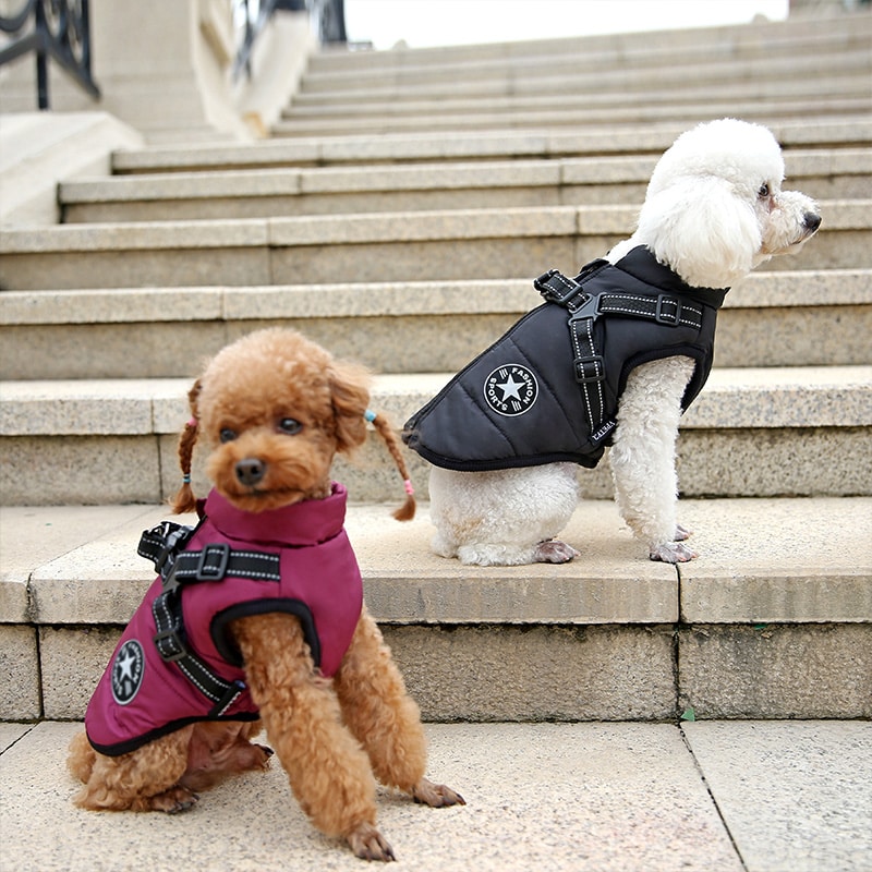 dog coat with harness two dogs