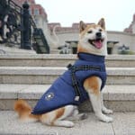 dog coat with harness one dog