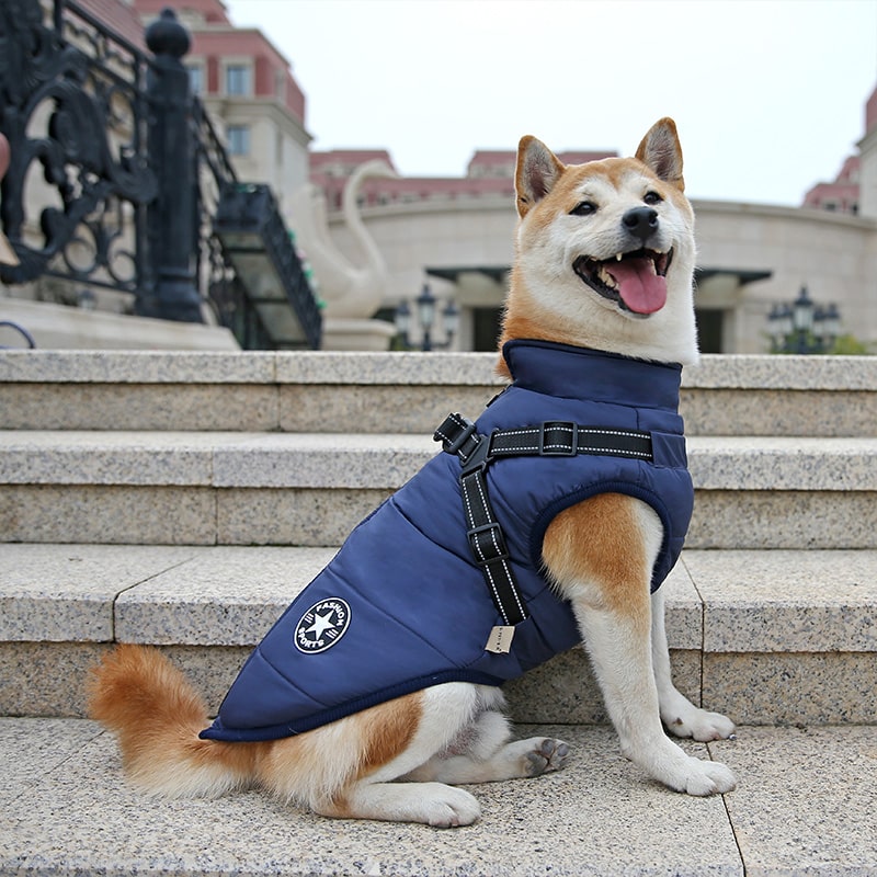 dog coat with harness one dog