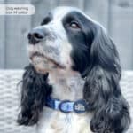 disney eeyore collar