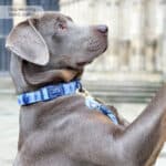 disney eeyore collar