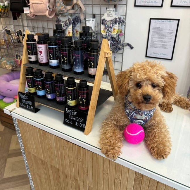 Looking for a Pet Shop in Leeds